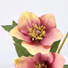 PINK HELLEBORE FLORAL PINK