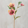 PINK HELLEBORE FLORAL PINK