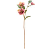 PINK HELLEBORE FLORAL PINK