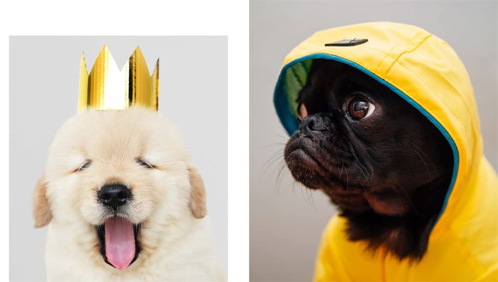 PICTURES OF CUTE ANIMALS