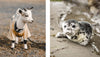 PICTURES OF CUTE ANIMALS