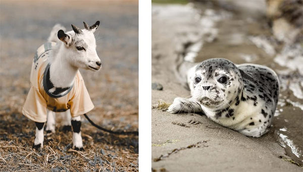 PICTURES OF CUTE ANIMALS
