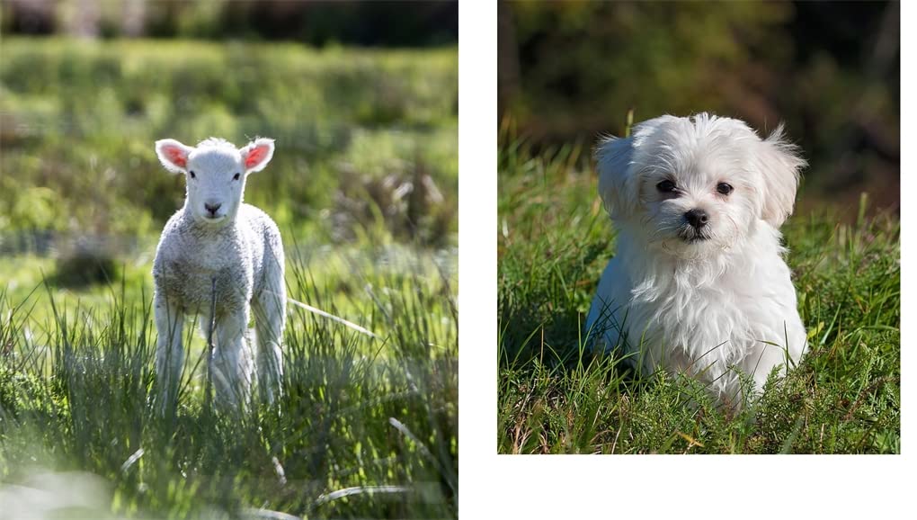 PICTURES OF CUTE ANIMALS