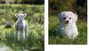 PICTURES OF CUTE ANIMALS