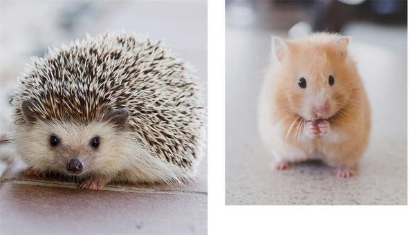 PICTURES OF CUTE ANIMALS