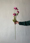 DEEP PINK DAISY STEM