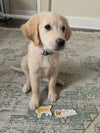 STAY GOLDEN - CUTE GOLDEN RETRIEVER DOG STICKER