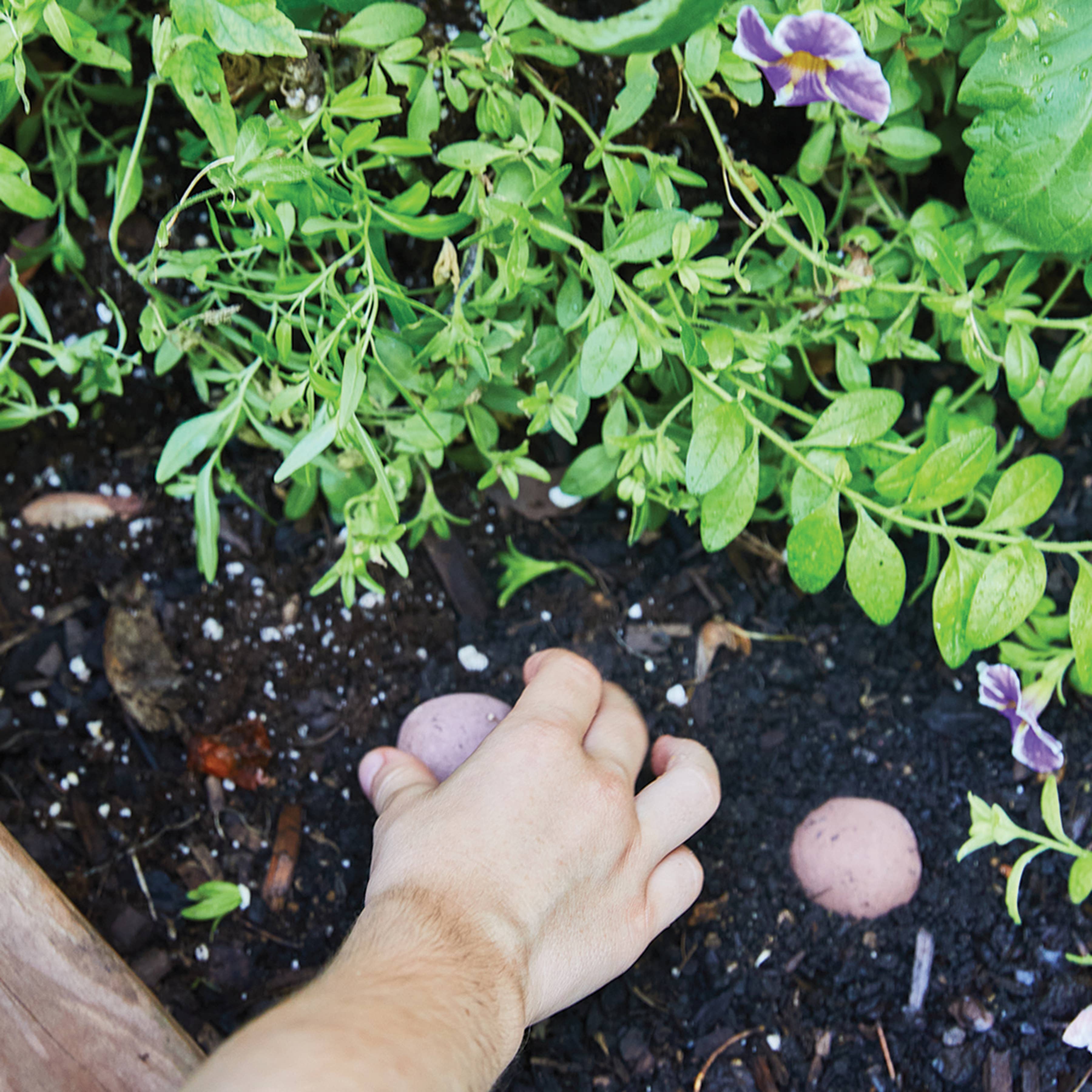 SEED BOMB: GROW GOOD TIMES