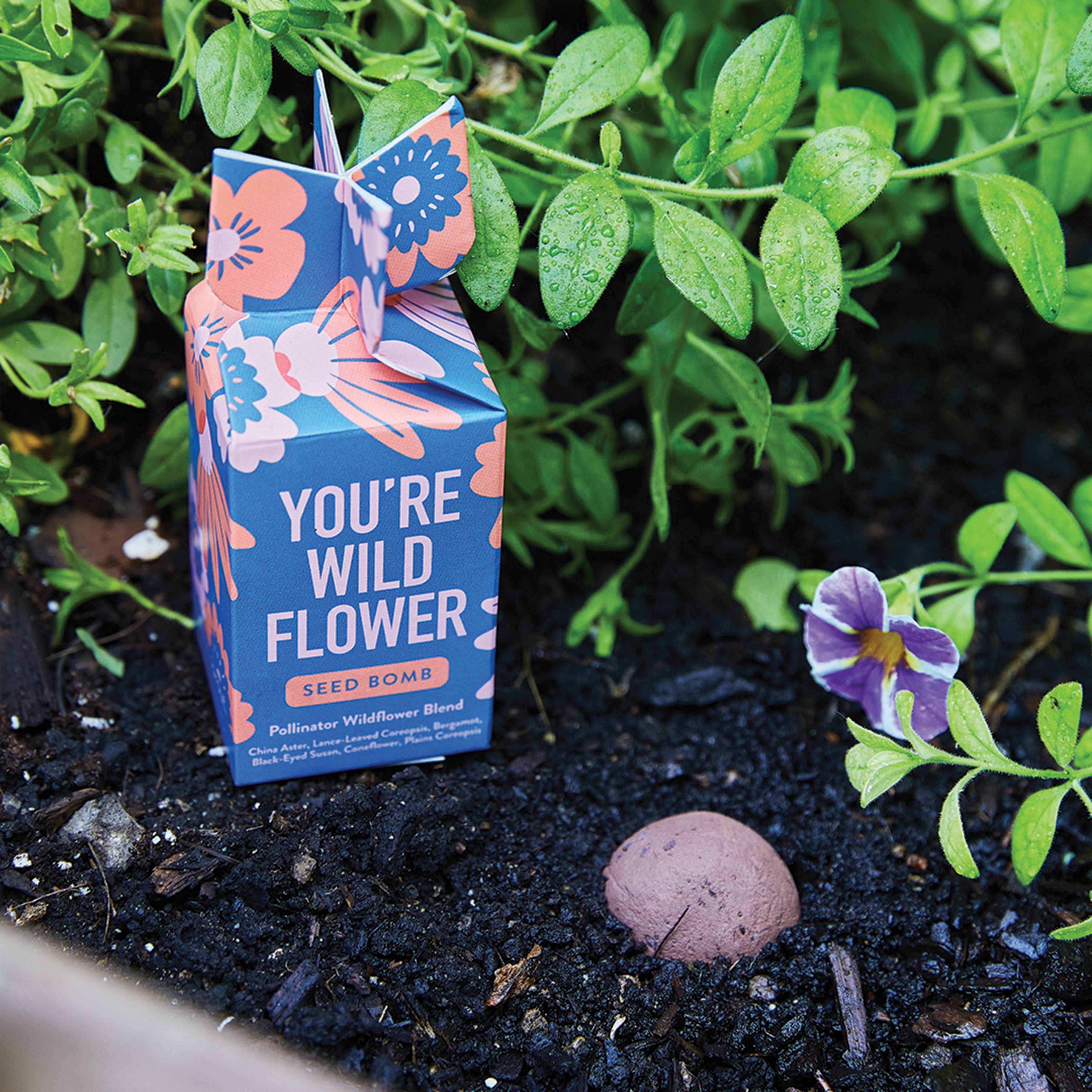 SEED BOMB : YOU'RE A WILD FLOWER