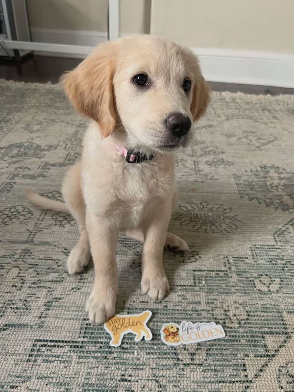 STAY GOLDEM - CUTE GOLDEN RETRIEVER DOG STICKER