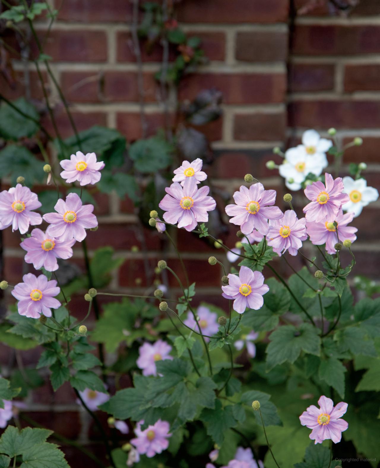 A HOME IN BLOOM BOOK